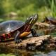 Painted Turtle Turtles: Nature’s Living Canvas in Water
