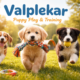 Valplekar: Essential Puppy Play and Training for Happy, Well-Adjusted Dogs