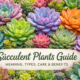 Suçculent Plants Explained: Care, Meaning, and Uses